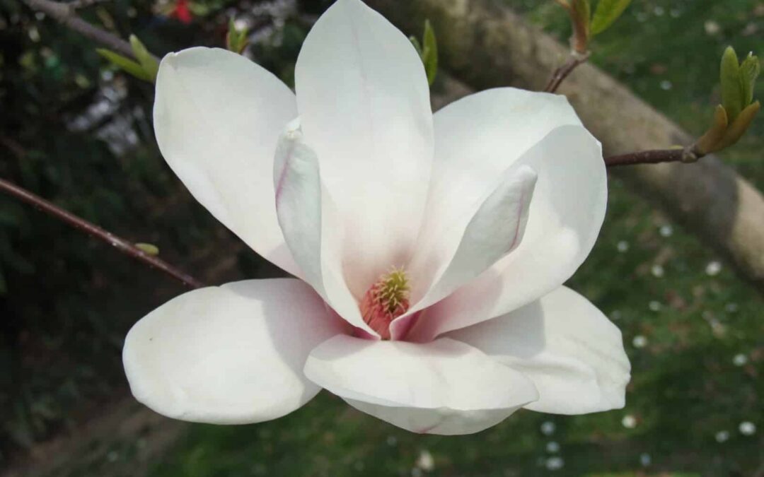 Magnolia Locksmith