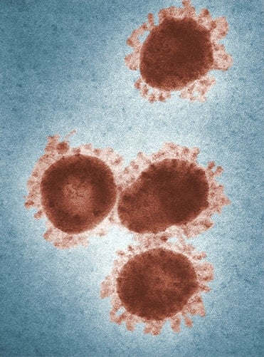 Spring Tx Coronavirus
